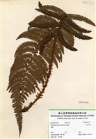 藏品(尖葉耳蕨)的圖片